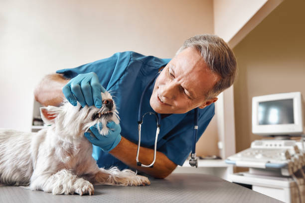Best Same-Day Emergency Dental Services in Stanford, CA